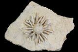 Cretaceous Fossil Urchin (Salenia) - Missour, Morocco #77231-1
